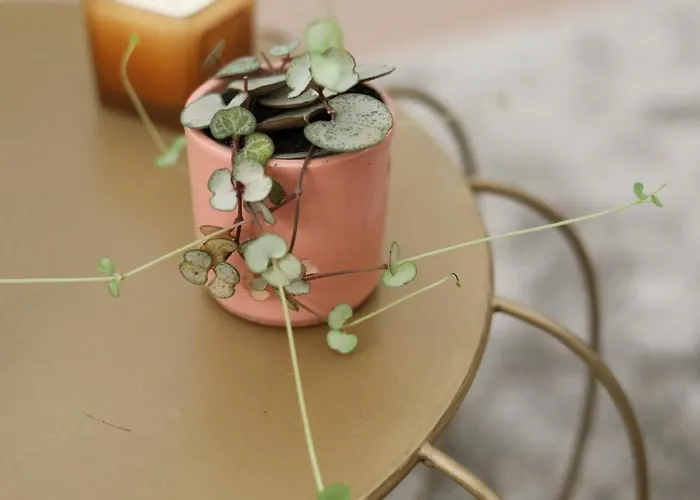 Urban Corner House *